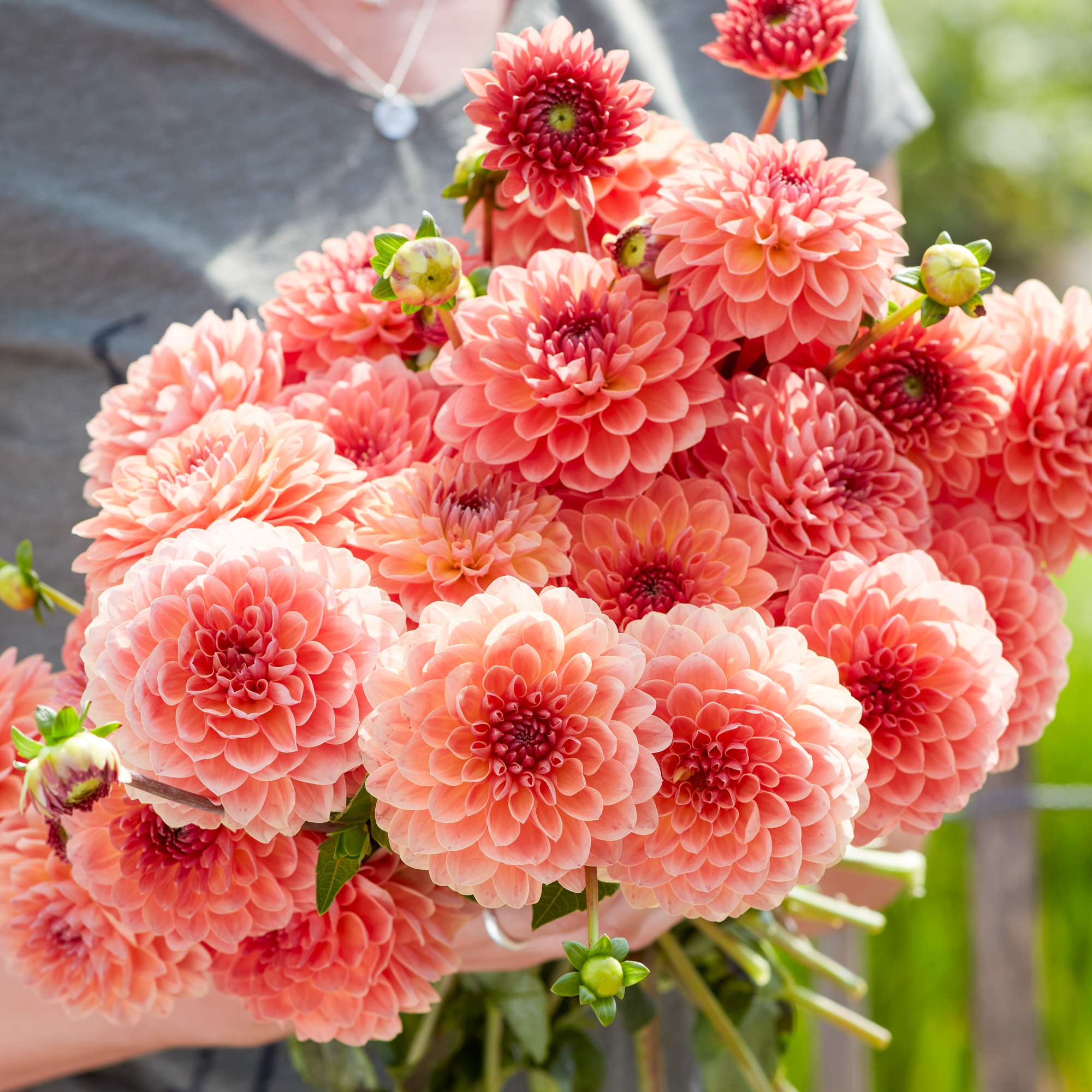 Dahlia 'Orange Breeze'